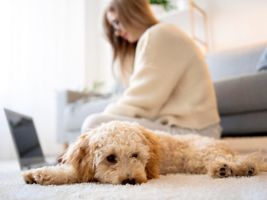 10 Signs Your Pet Needs Immediate Veterinary Attention