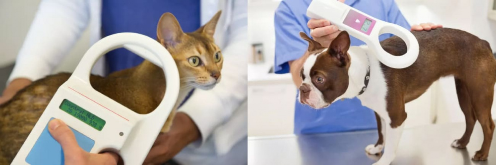 How Does Microchipping Work?