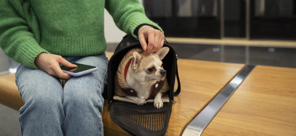 Microchip Identification and Traveling with Pets